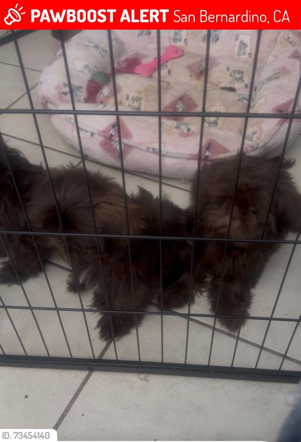 Lost Female Dog last seen W 14th st and Massachusetts, San Bernardino, CA 92401