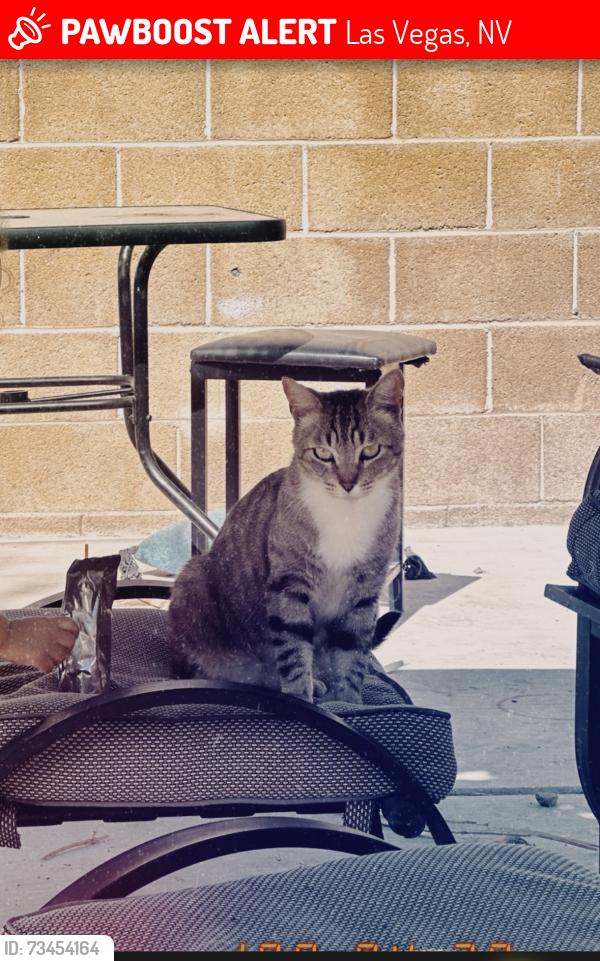 Lost Male Cat last seen Westpark Ave & Ravenwood Dr, Las Vegas, NV 89147