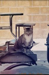Lost Male Cat last seen Westpark Ave & Ravenwood Dr, Las Vegas, NV 89147