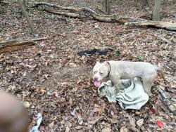 Lost Male Dog last seen Autozone, Greater Landover, MD 20785