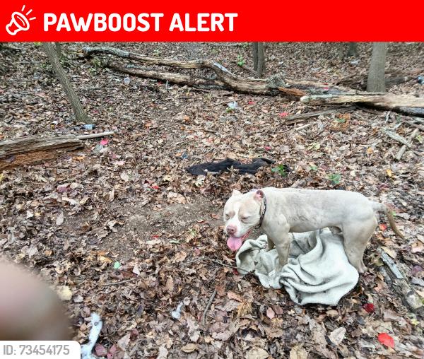 Lost Male Dog last seen Autozone, Greater Landover, MD 20785