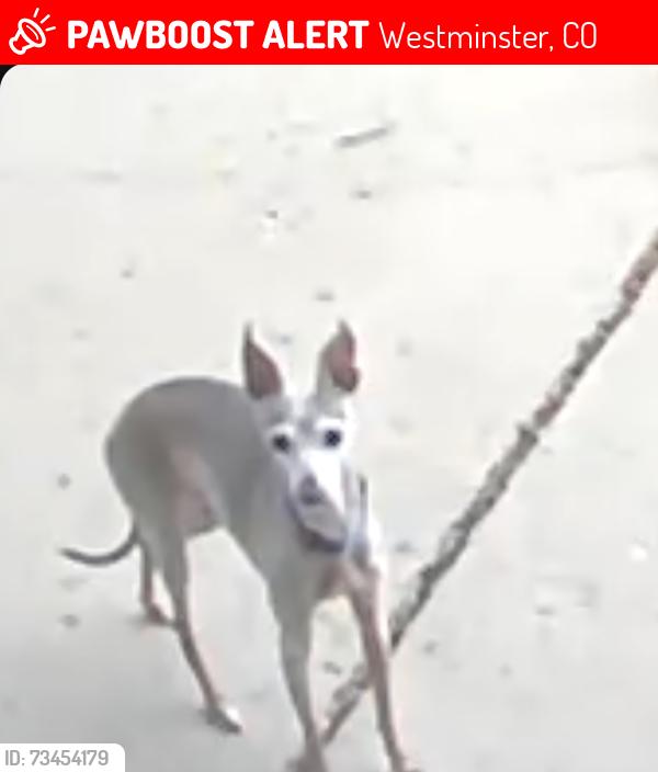 Lost Female Dog last seen 72nd and canosa ct Westminster Colorado, Westminster, CO 80030