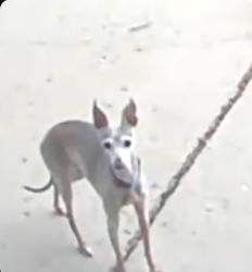 Lost Female Dog last seen 72nd and canosa ct Westminster Colorado, Westminster, CO 80030