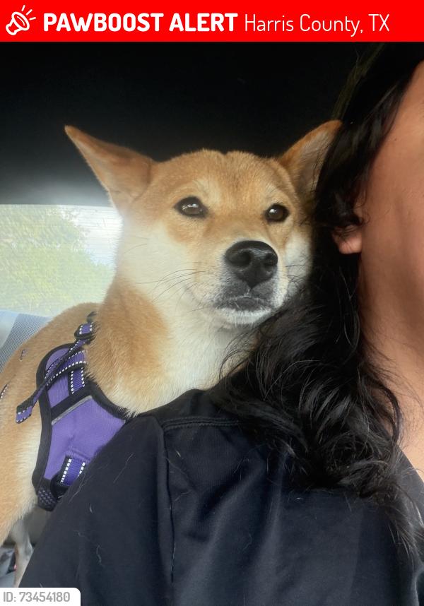 Lost Female Dog last seen Westgreen and West Little York, Harris County, TX 77449