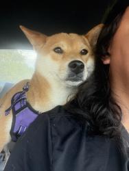 Lost Female Dog last seen Westgreen and West Little York, Harris County, TX 77449
