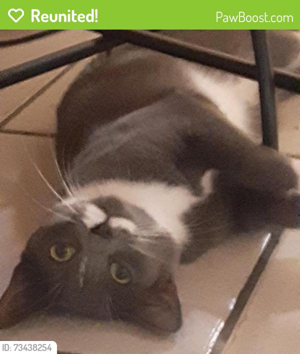 Reunited Female Cat last seen Creekside, Briarcliff Road, Bolingbrook, IL 60440
