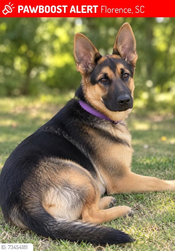 Lost Female Dog last seen Greenacres, Florence, SC 29505