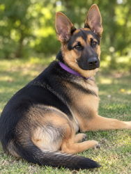 Lost Female Dog last seen Greenacres, Florence, SC 29505