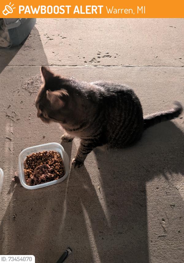 Found/Stray Unknown Cat last seen Common and Iroquois, Warren, MI 48093