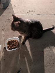 Found/Stray Unknown Cat last seen Common and Iroquois, Warren, MI 48093