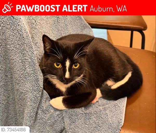 Lost Male Cat last seen 143rd Pl SE and Lake Holm, Auburn, WA 98092