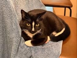Lost Male Cat last seen 143rd Pl SE and Lake Holm, Auburn, WA 98092