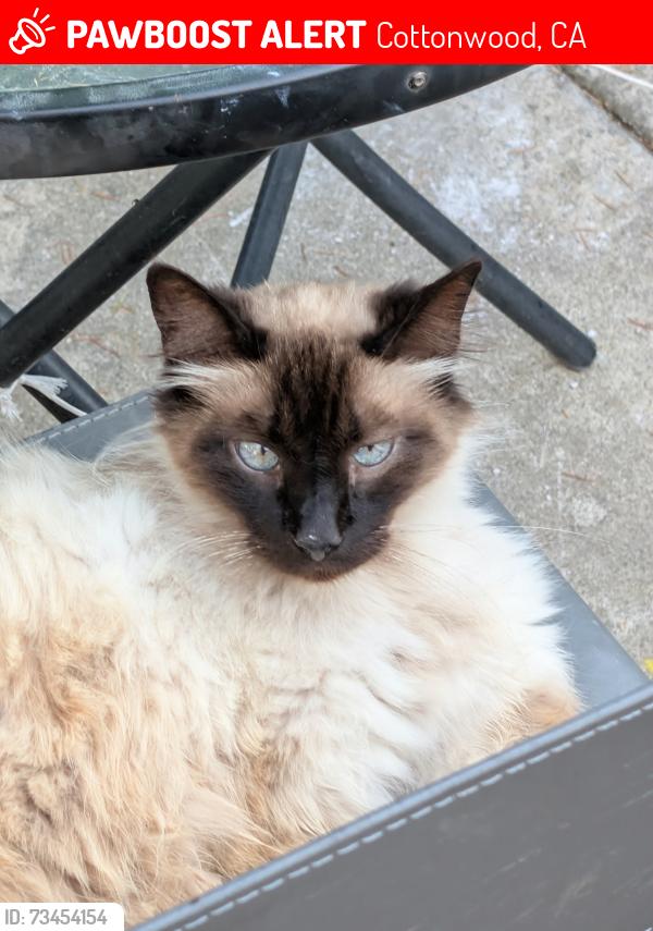 Lost Male Cat last seen Gas Point Rd, Cottonwood, CA 96022