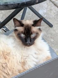 Lost Male Cat last seen Gas Point Rd, Cottonwood, CA 96022