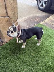 Found/Stray Female Dog last seen Wichita st, Fort Worth, TX 76119