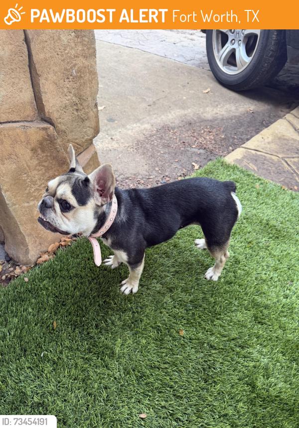 Found/Stray Female Dog last seen Wichita st, Fort Worth, TX 76119