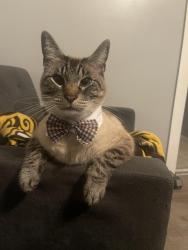 Lost Male Cat last seen Mohawk st, La Mesa, CA 91942