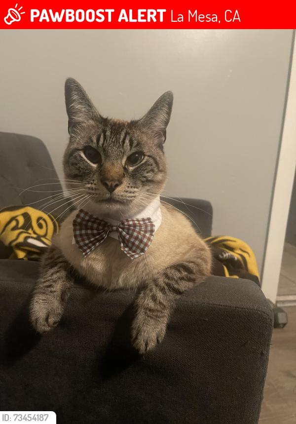 Lost Male Cat last seen Mohawk st, La Mesa, CA 91942