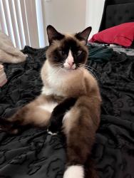 Reunited Male Cat last seen Near neighborhood, Charlotte, NC 28227