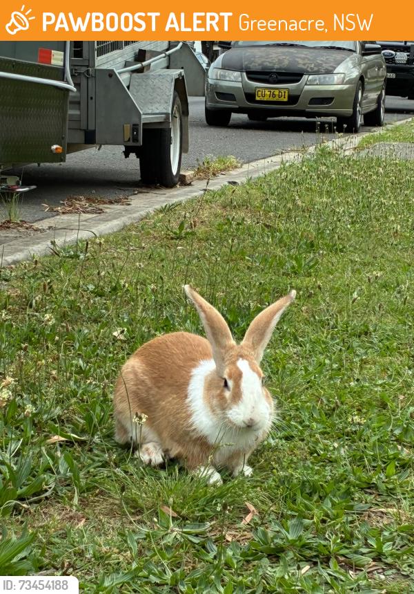 Found/Stray Unknown Rabbit last seen Near corner of Chiswick Road, Greenacre, NSW 2190