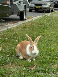 Found/Stray Unknown Rabbit last seen Near corner of Chiswick Road, Greenacre, NSW 2190