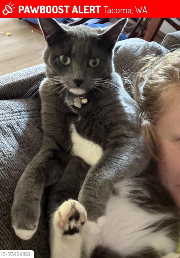 Lost Female Cat last seen 92nd and A st, Tacoma, WA 98445