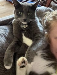 Lost Female Cat last seen 92nd and A st, Tacoma, WA 98445