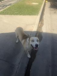 Found/Stray Unknown Dog last seen Marks and Ashlan, Fresno, CA 93722