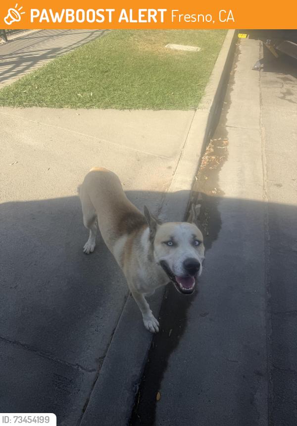 Found/Stray Unknown Dog last seen Marks and Ashlan, Fresno, CA 93722