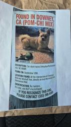 Found/Stray Male Dog last seen Woodruff and Firestone, Downey, CA 90241