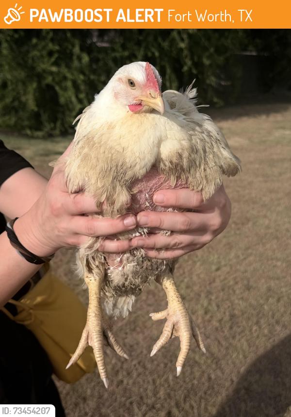 Found/Stray Female Bird last seen Welch Ave and Altamesa Blvd, Fort Worth, TX 76133