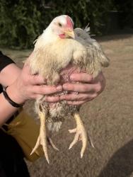Found/Stray Female Bird last seen Welch Ave and Altamesa Blvd, Fort Worth, TX 76133