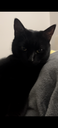 Lost Female Cat last seen Five Forks rd, HWY 14, Woodruff rd, Batesville, Simpsonville, SC 29681