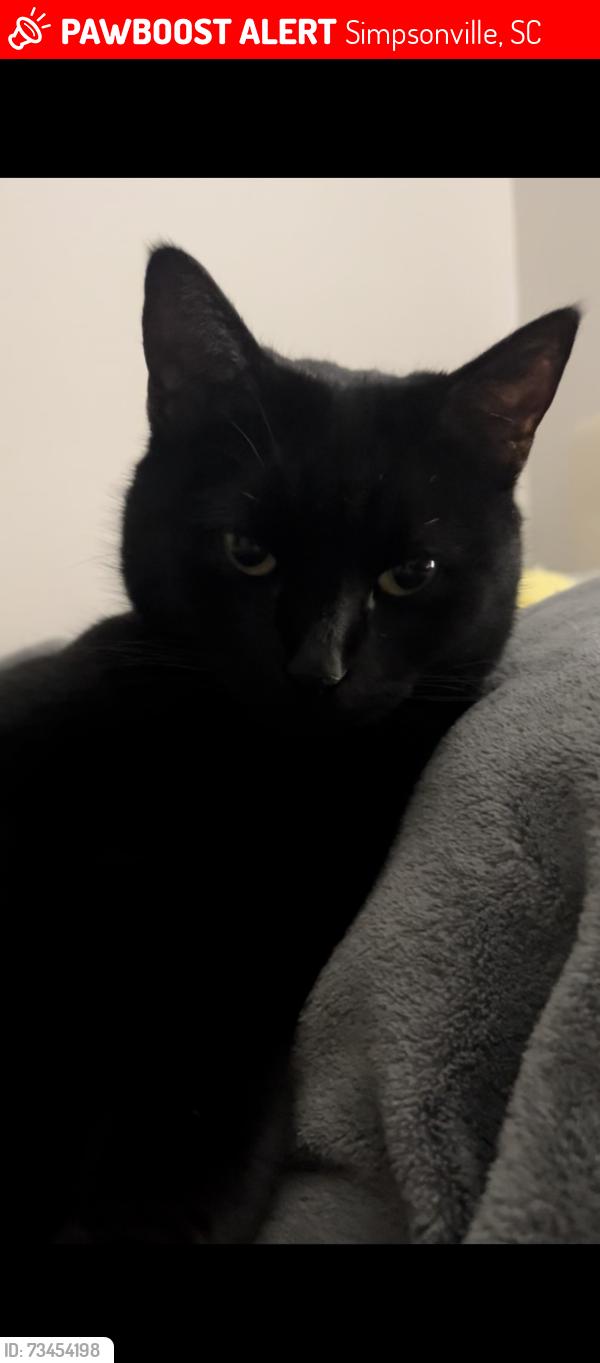 Lost Female Cat last seen Five Forks rd, HWY 14, Woodruff rd, Batesville, Simpsonville, SC 29681