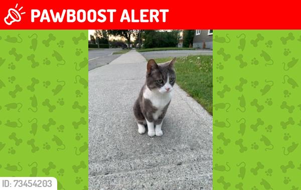Lost Female Cat last seen Near Arthur Street, Sunshine Coast, QLD 4551