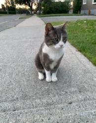 Lost Female Cat last seen Near Arthur Street, Sunshine Coast, QLD 4551