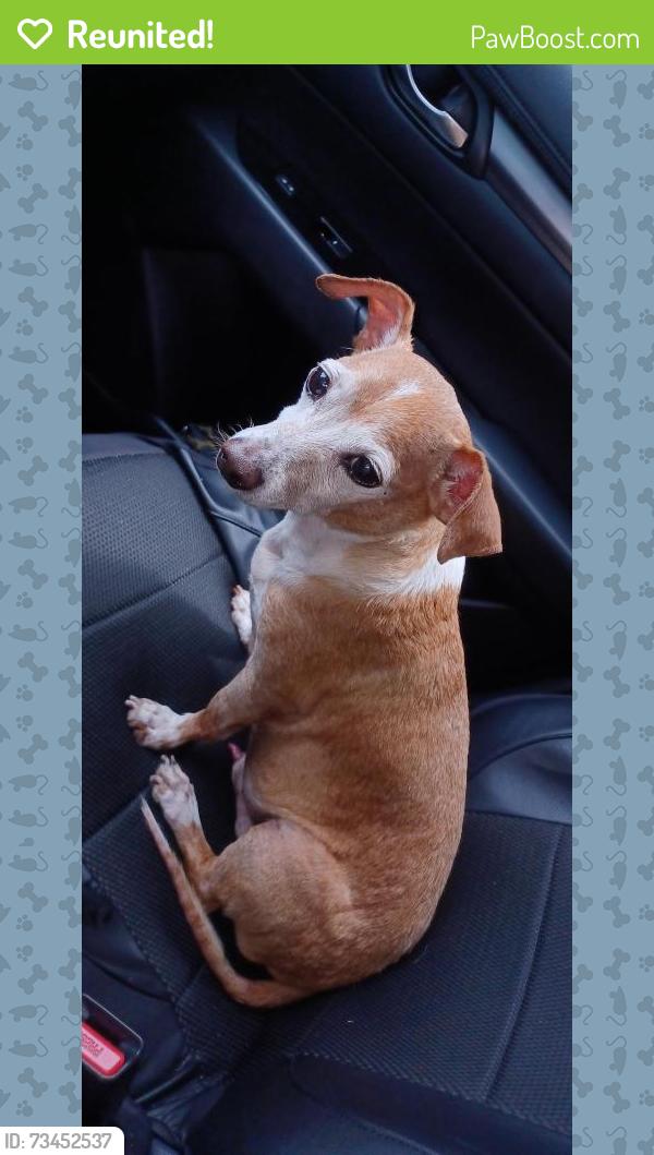 Reunited Male Dog last seen Sunny Ridge / west road 77095, Houston, TX 77095