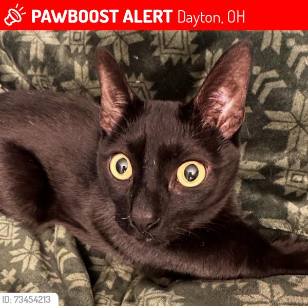 Lost Male Cat last seen Wilmington pike and Valleywood drive, Dayton, OH 45429