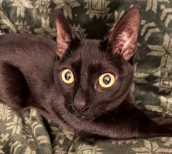 Lost Male Cat last seen Wilmington pike and Valleywood drive, Dayton, OH 45429
