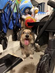 Reunited Unknown Dog last seen Midland hawthorn/migration way, Houston, TX 77433