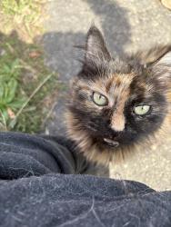 Found/Stray Unknown Cat last seen E J ST and E 38th, Tacoma, WA 98404
