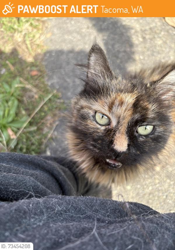 Found/Stray Unknown Cat last seen E J ST and E 38th, Tacoma, WA 98404