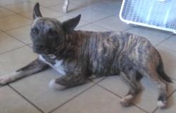 Lost Female Dog last seen Pistor Middle School Area , Cardinal & Canada, Drexel Heights, AZ 85746