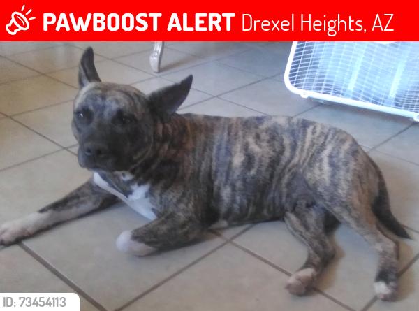 Lost Female Dog last seen Pistor Middle School Area , Cardinal & Canada, Drexel Heights, AZ 85746