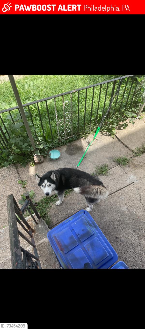 Lost Female Dog last seen Near woodland ave, Philadelphia, PA 19143