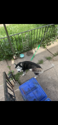 Lost Female Dog last seen Near woodland ave, Philadelphia, PA 19143