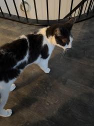 Reunited Male Cat last seen Webster and Lincoln Park West, Chicago, IL 60614