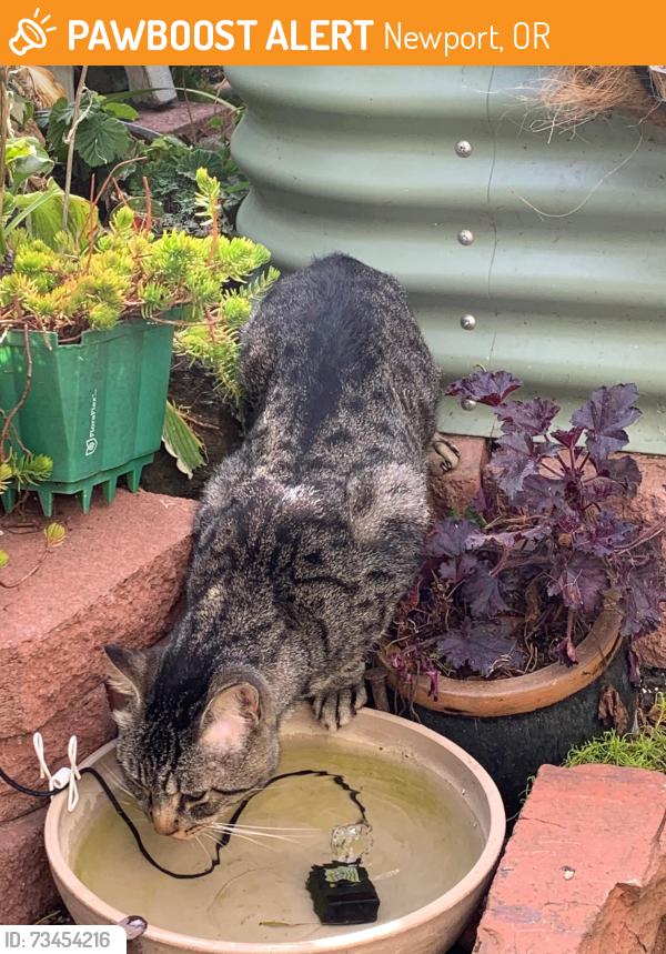 Found/Stray Male Cat last seen SW Abbey St and 7th, Newport, OR 97365