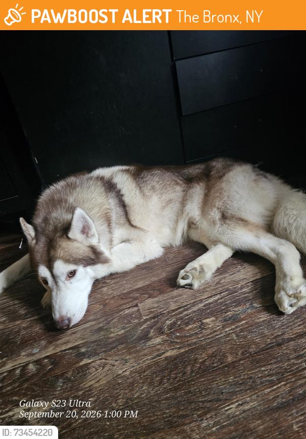 Found/Stray Male Dog last seen Truman high.school, The Bronx, NY 10475