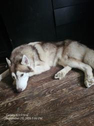 Found/Stray Male Dog last seen Truman high.school, The Bronx, NY 10475